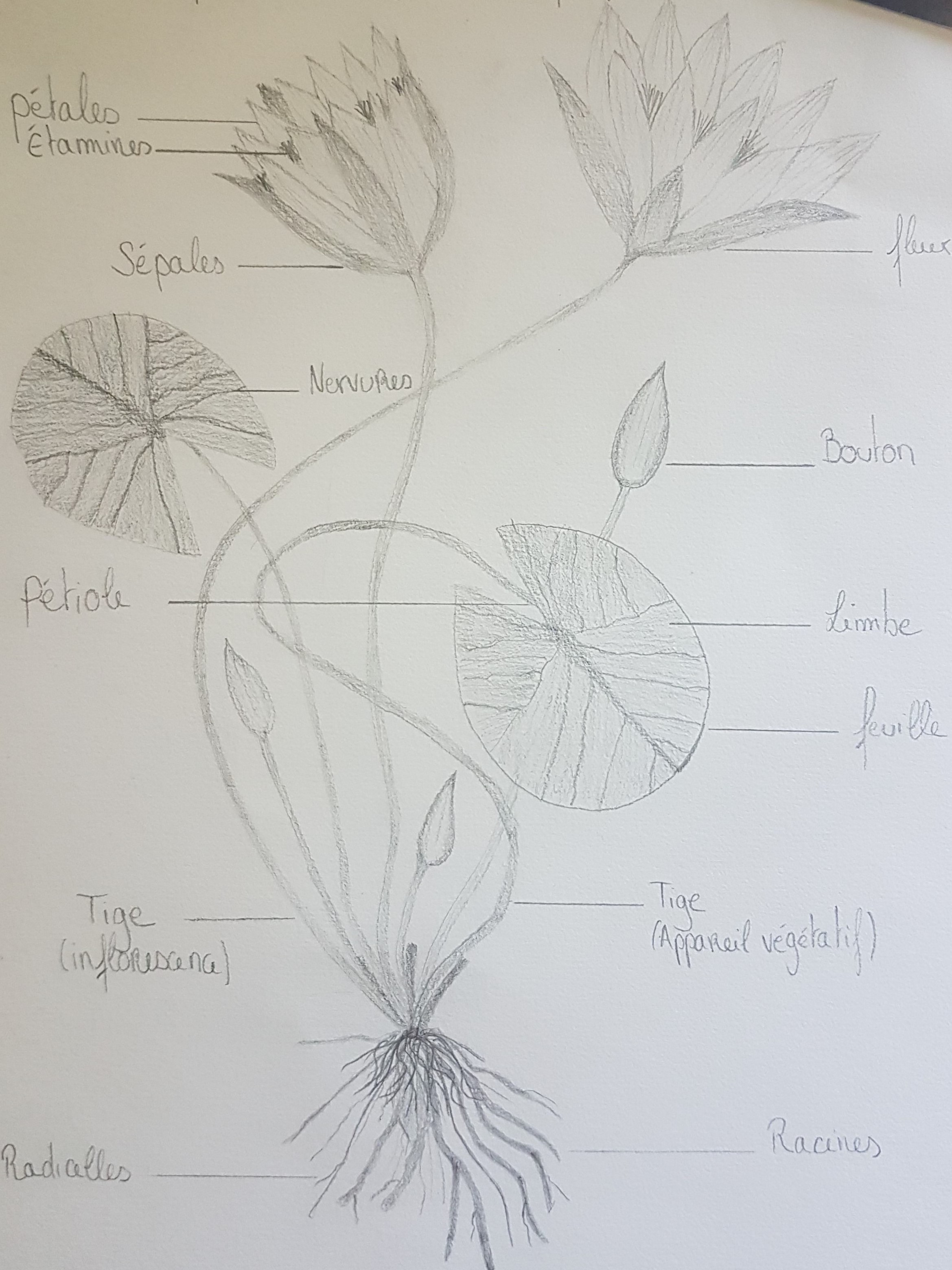 Annexe 20200402_175625.jpg