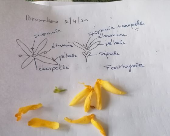 Annexe Forthysia du jardin.jpg