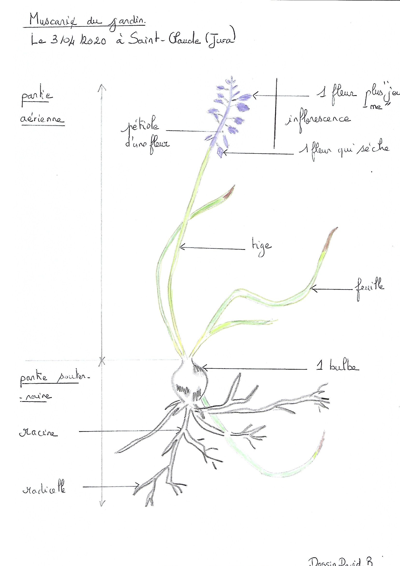 Annexe Muscari du jardin.jpg