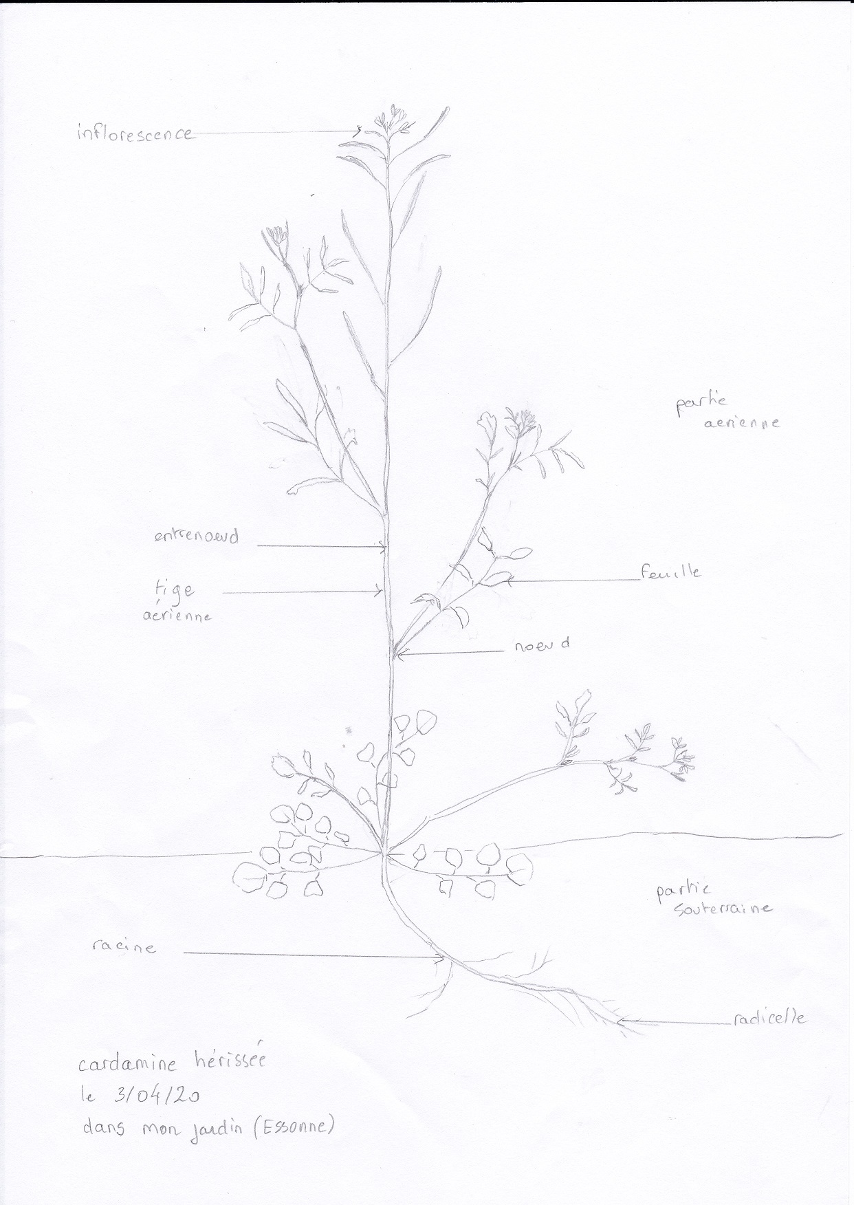 Annexe cardamine_20200403_0003.jpg