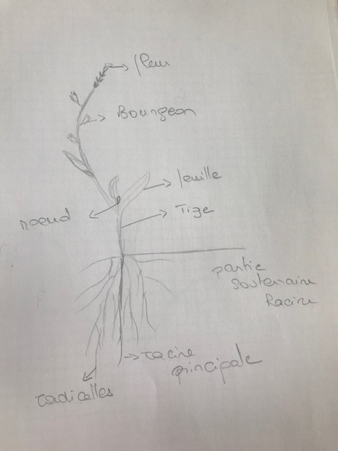 Annexe DESSINER UNE FLEUR.jpg