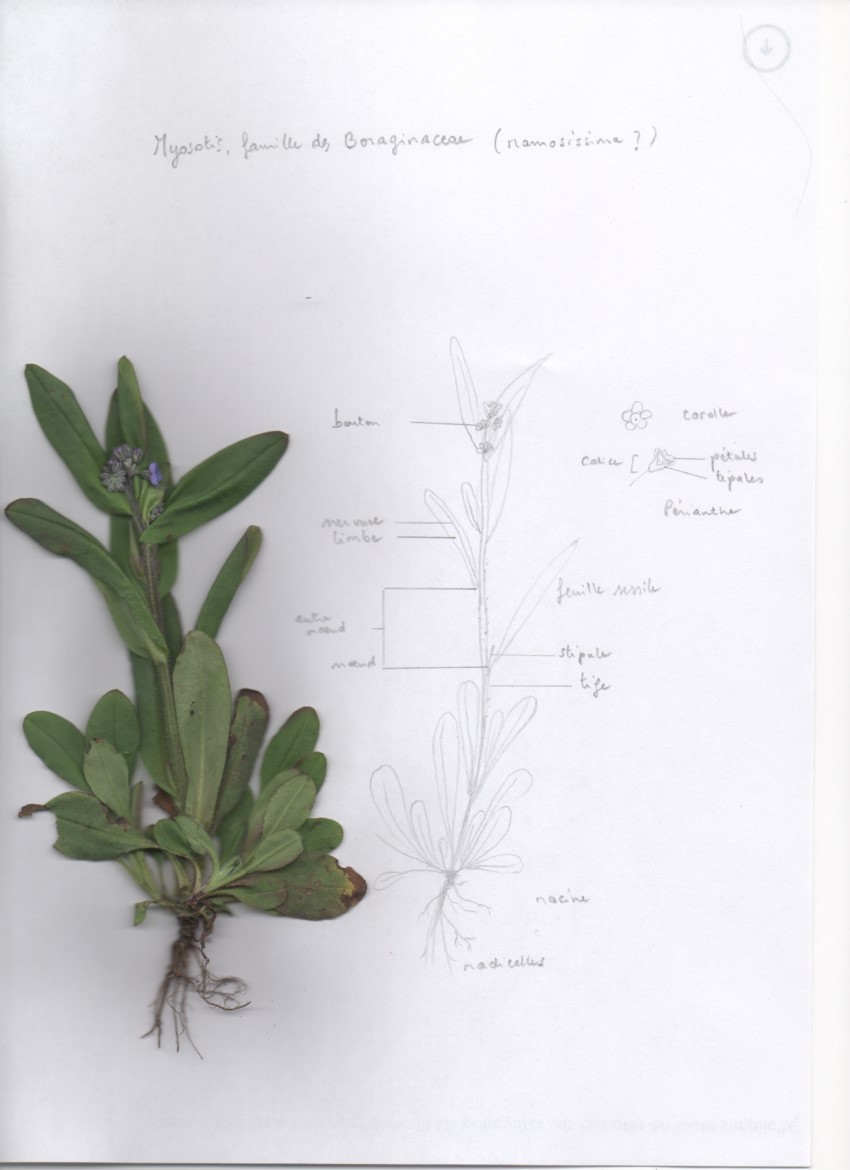 Annexe Numérisation_20200403.jpg