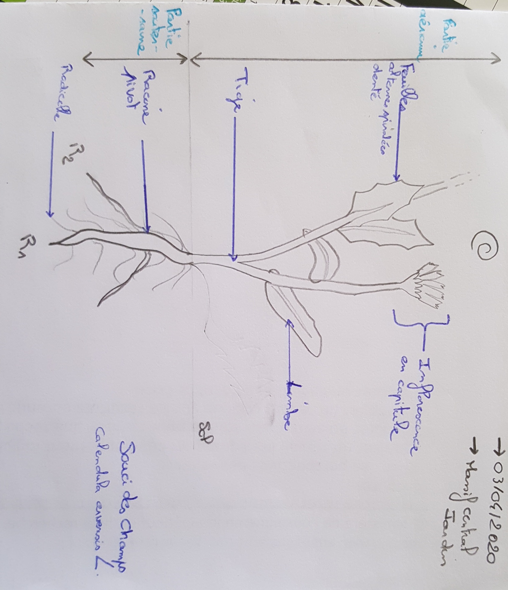 Annexe 20200403_115311.jpg