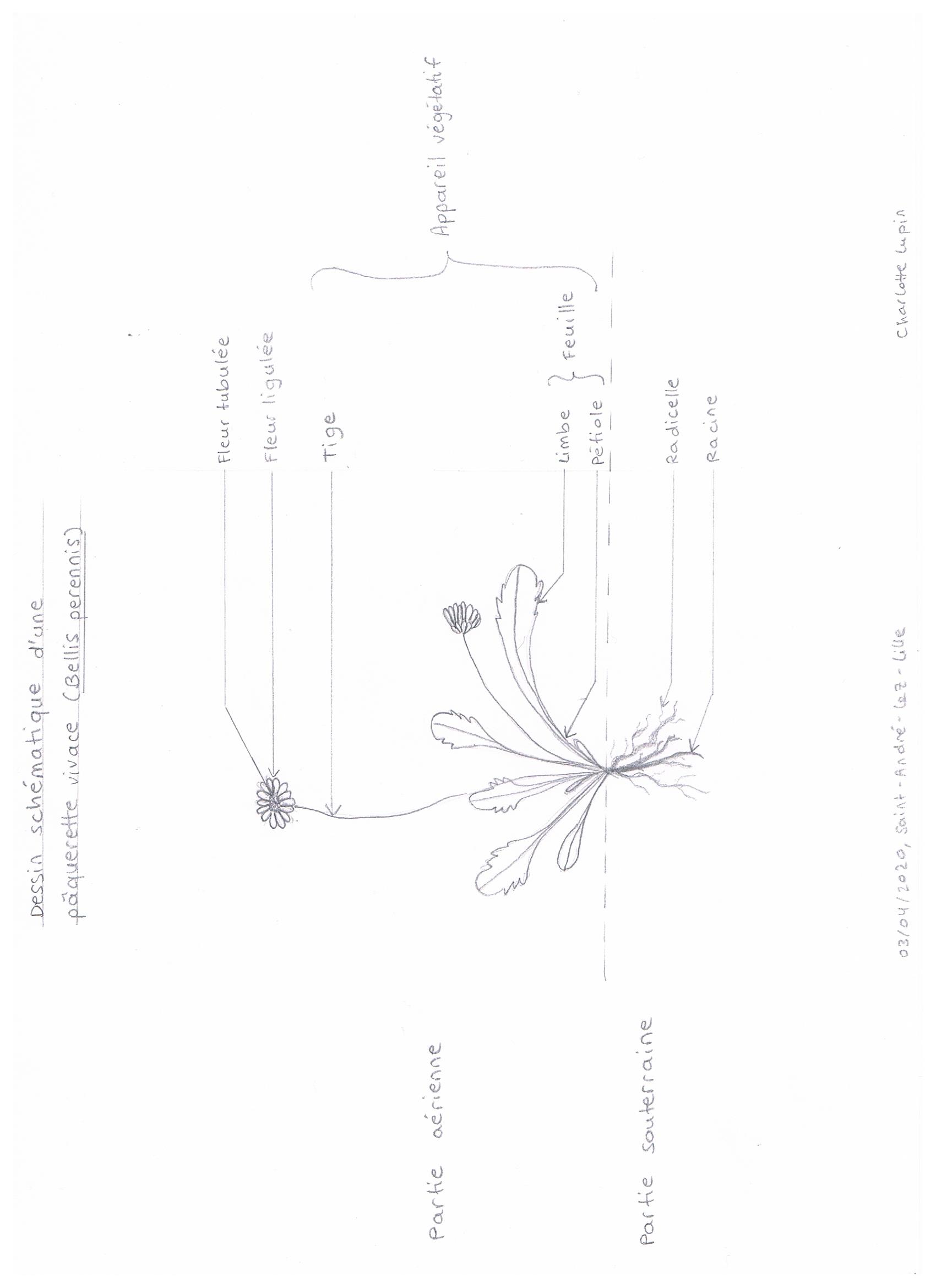 Annexe schéma pâquerette.jpeg