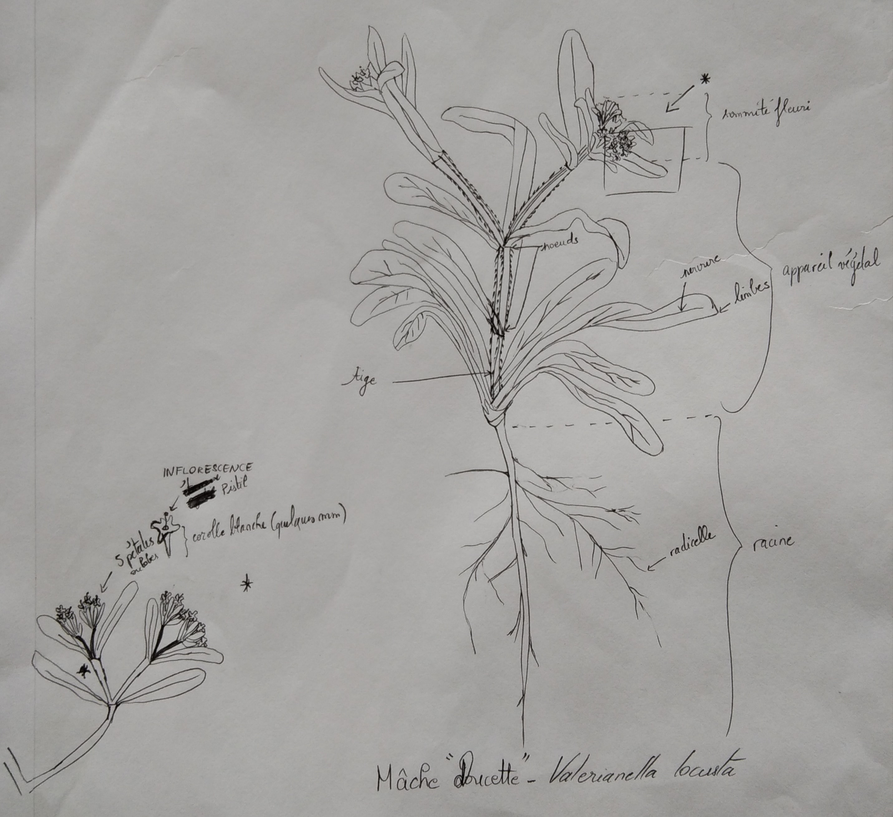 Annexe Mâche sauvage _ Valerianella locusta.jpg