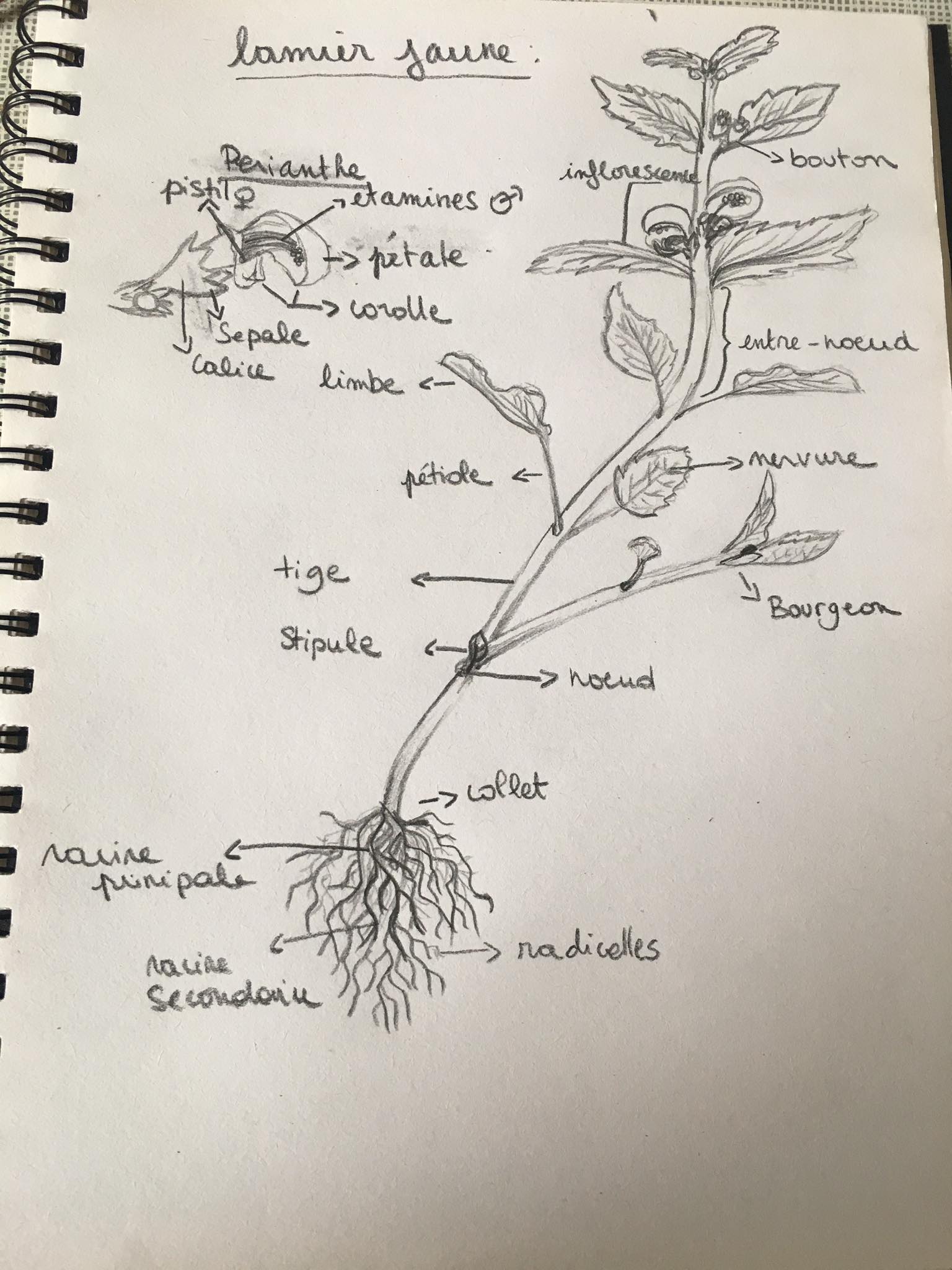 Annexe 92470736_613684535877741_3859392882733481984_n.jpg