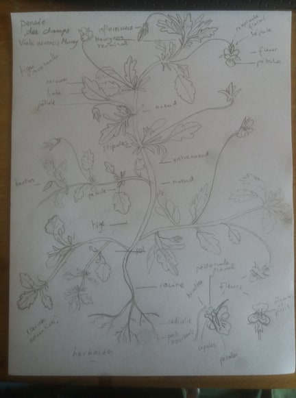 Annexe pensée des champs.jpg