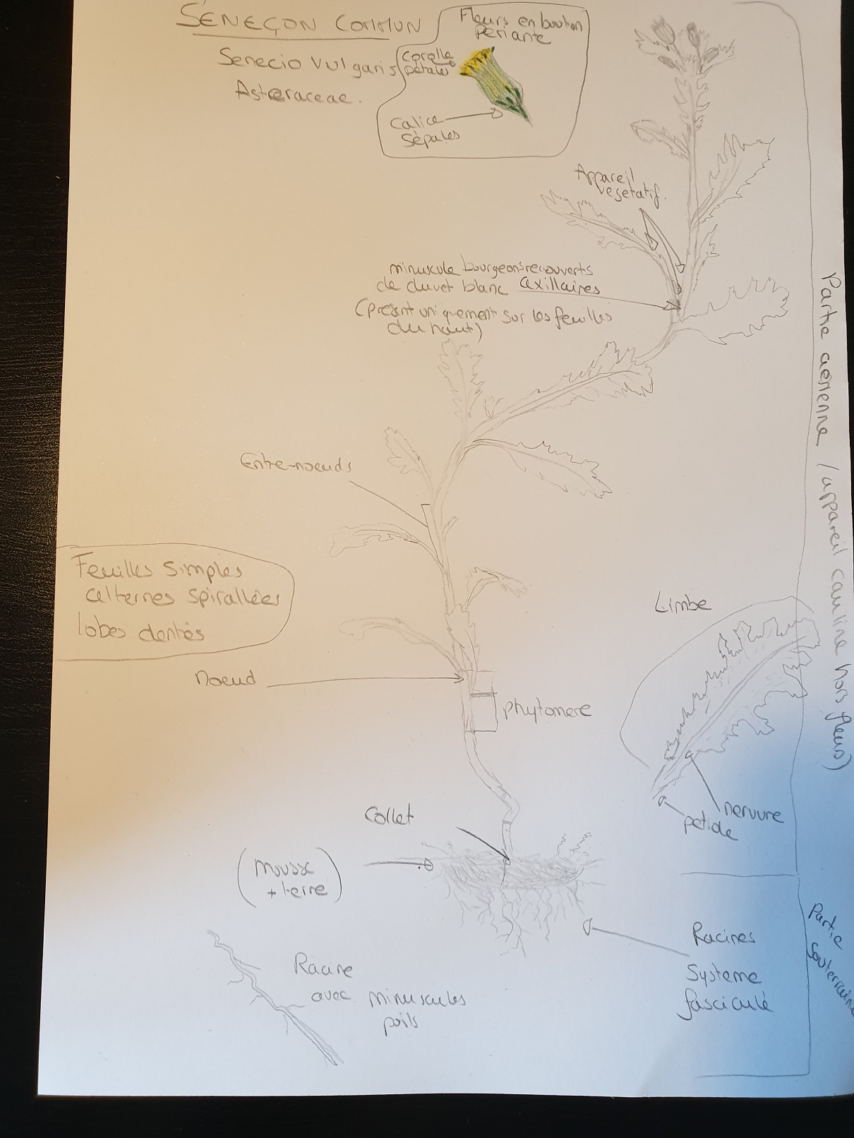 Annexe 20200403_122929.jpg