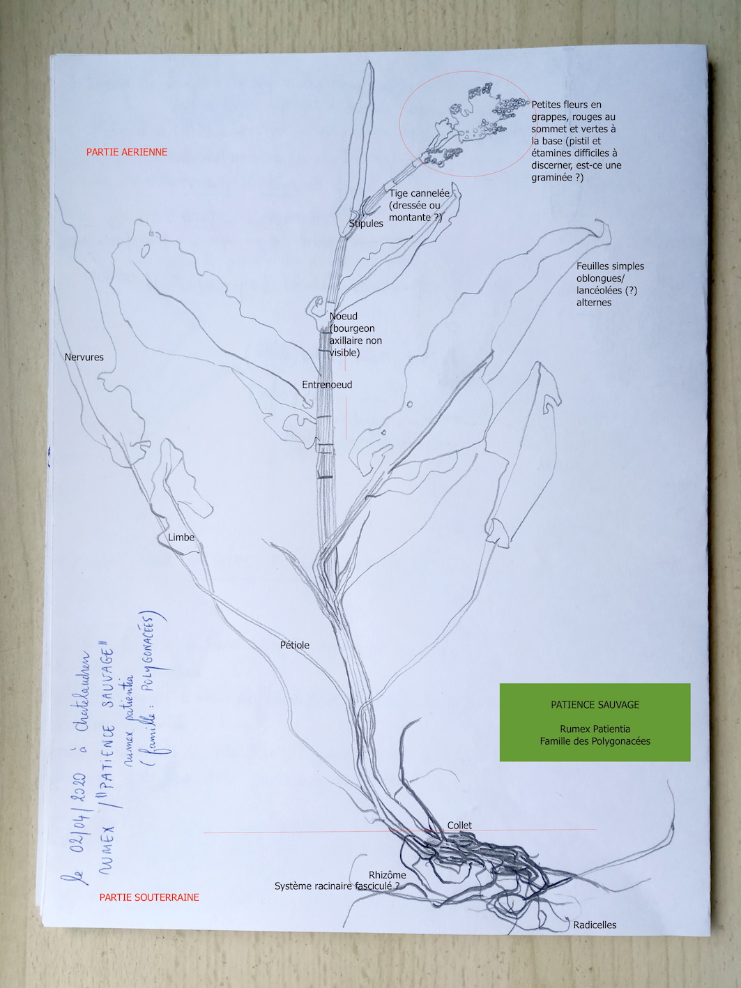 Annexe Patience_sauvage_petit_format.jpg
