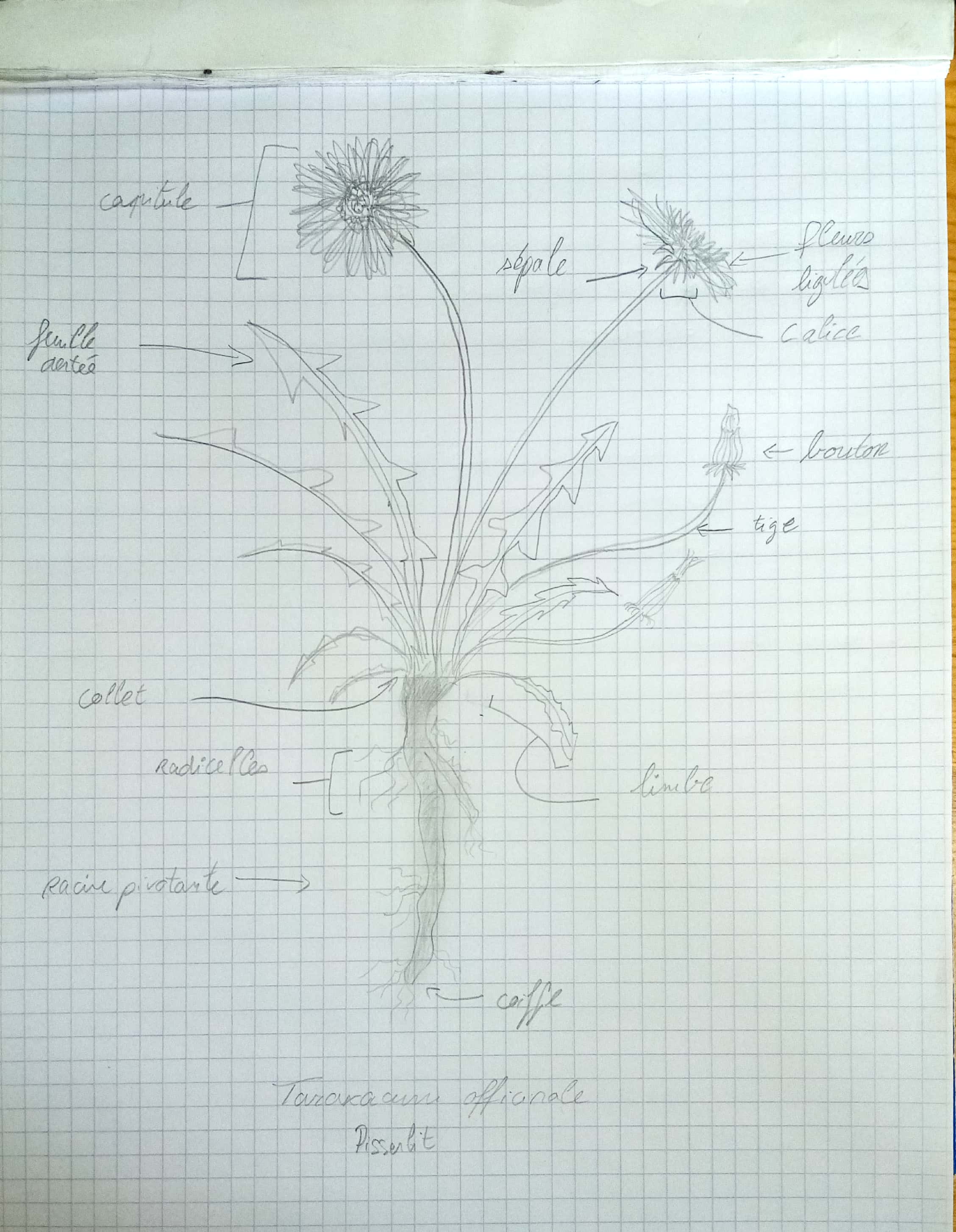 Annexe croquis pissenlit.jpg