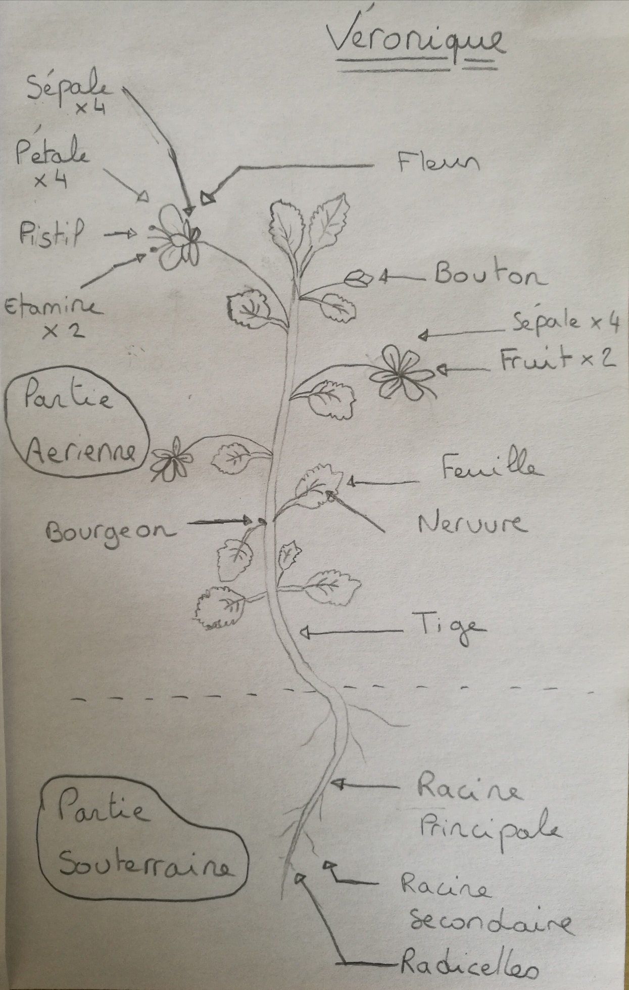 Annexe Activité dessin.jpg