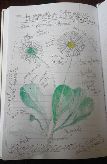 Annexe dessin-paquerette.jpg
