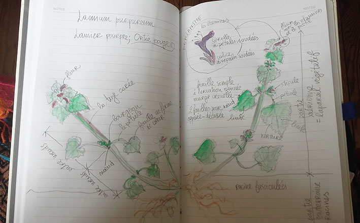 Annexe ortie rouge.jpg