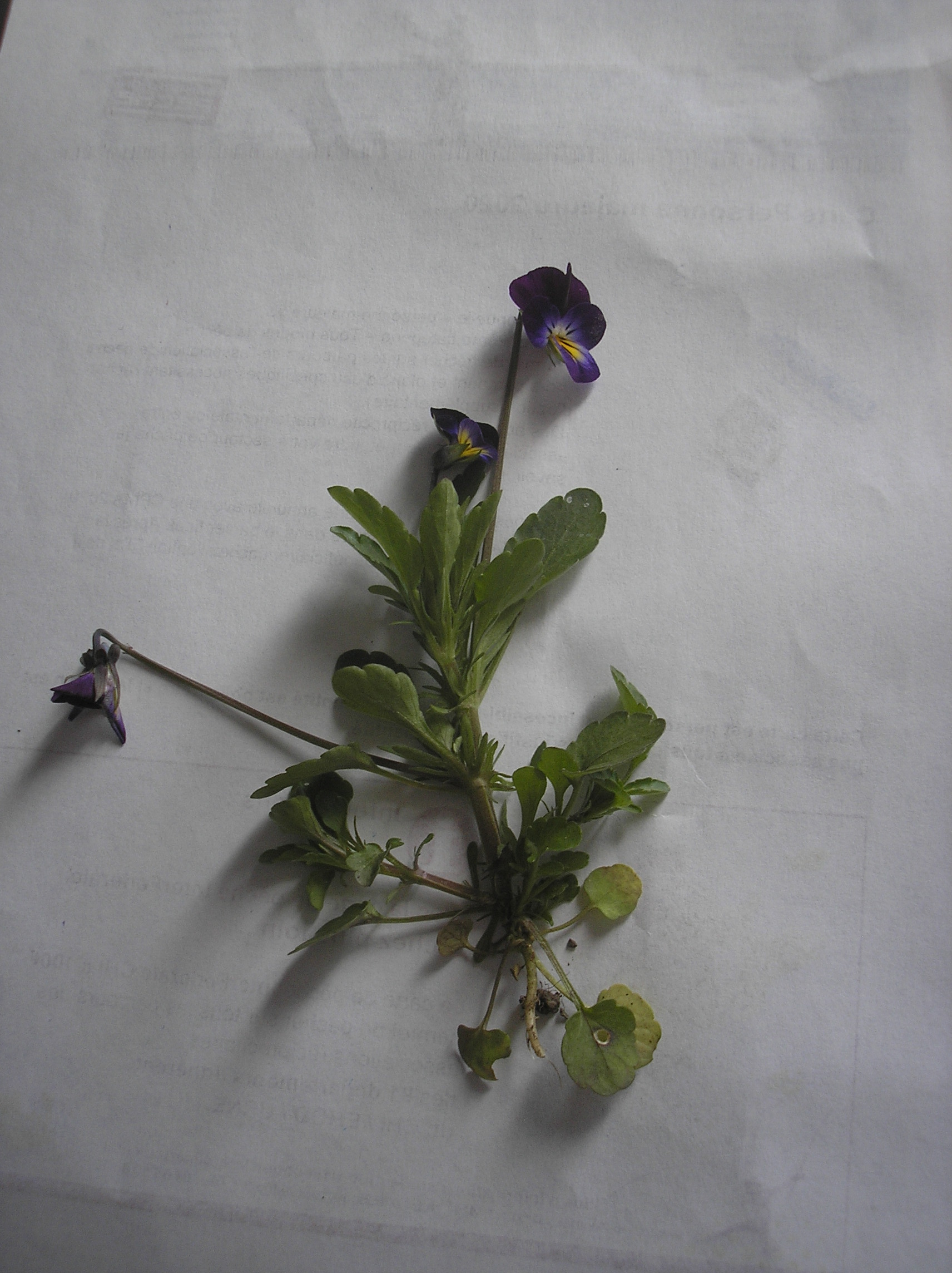 Annexe P1010001violette.jpg