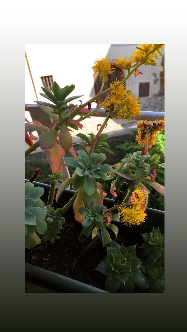 Annexe sedum palmeri variegata photo.JPG