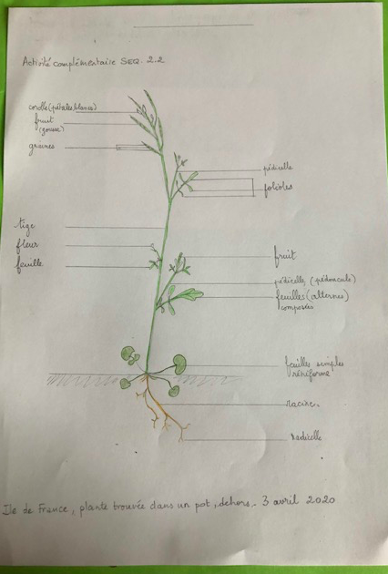 Annexe Dessin-2020-04-03 à 15.40.09.png