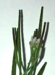 Annexe fleur et fruits 2020-04-03 à 15.39.37.png