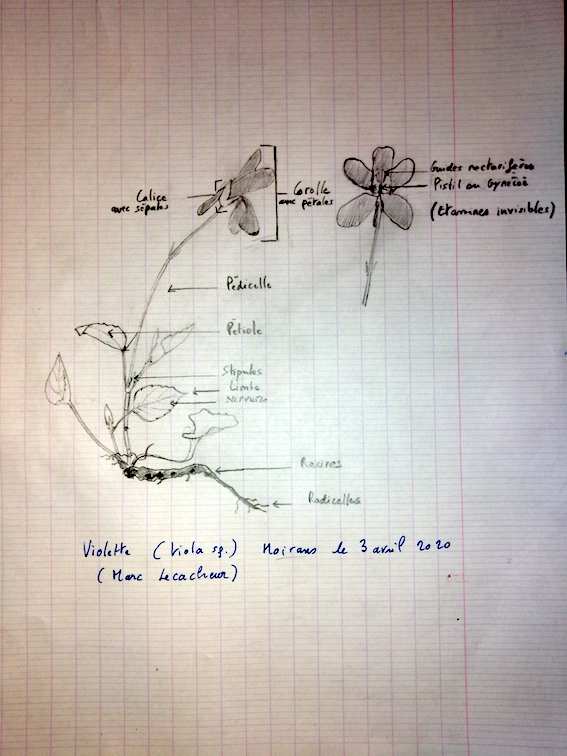 Annexe dessin_viola.jpg