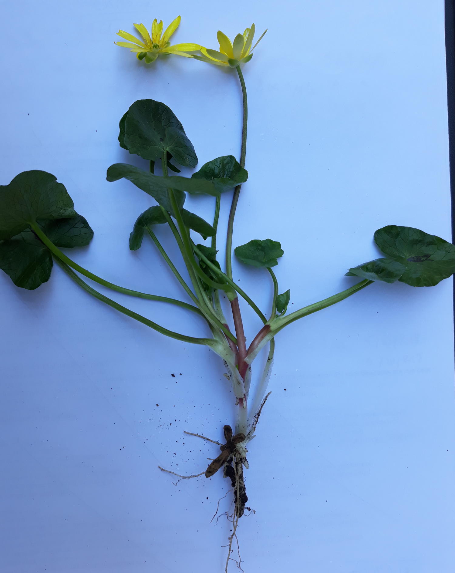 Annexe 20200403_144509 ficaire.jpg