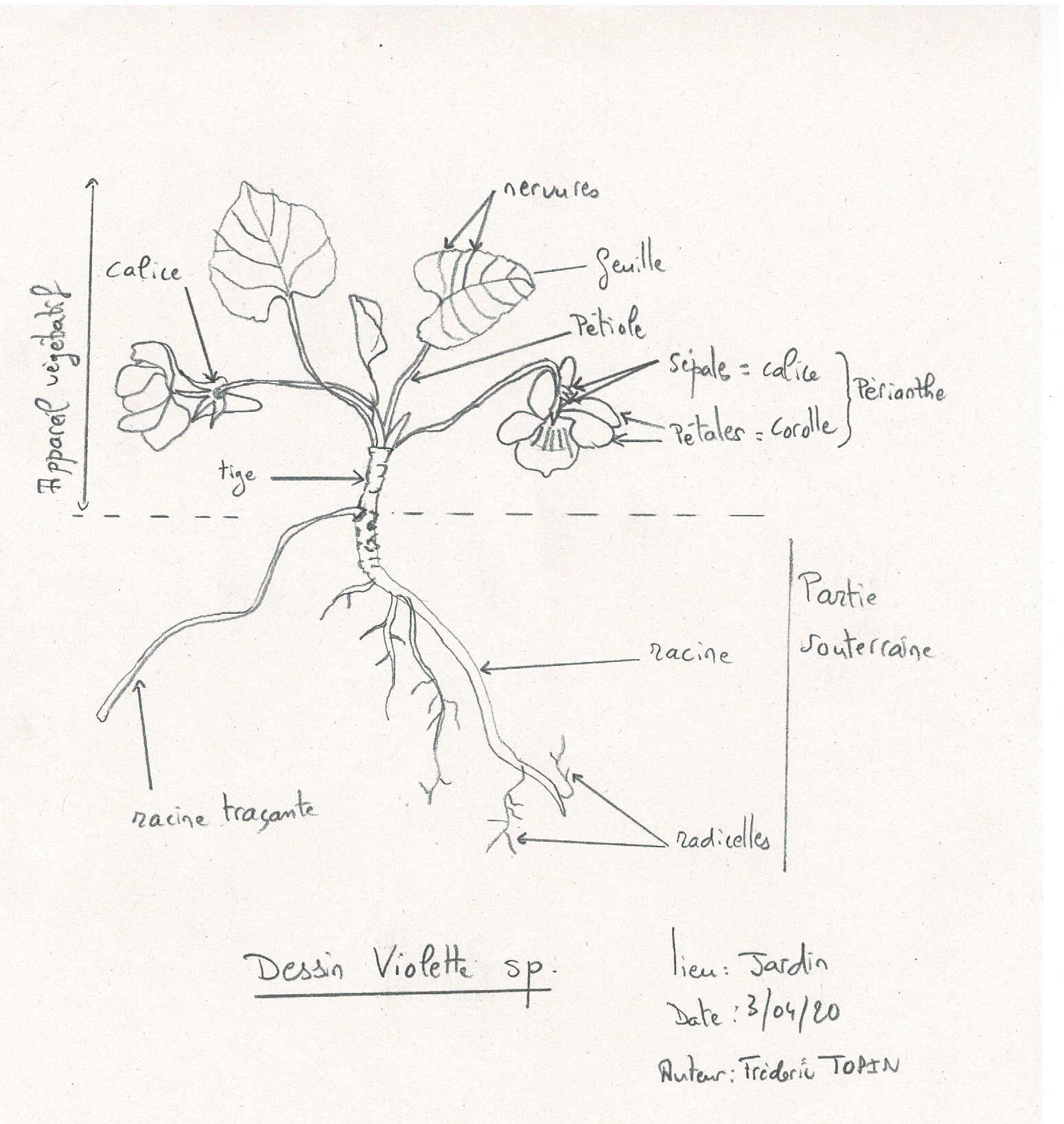 Annexe dessin violet F TOPIN.jpg