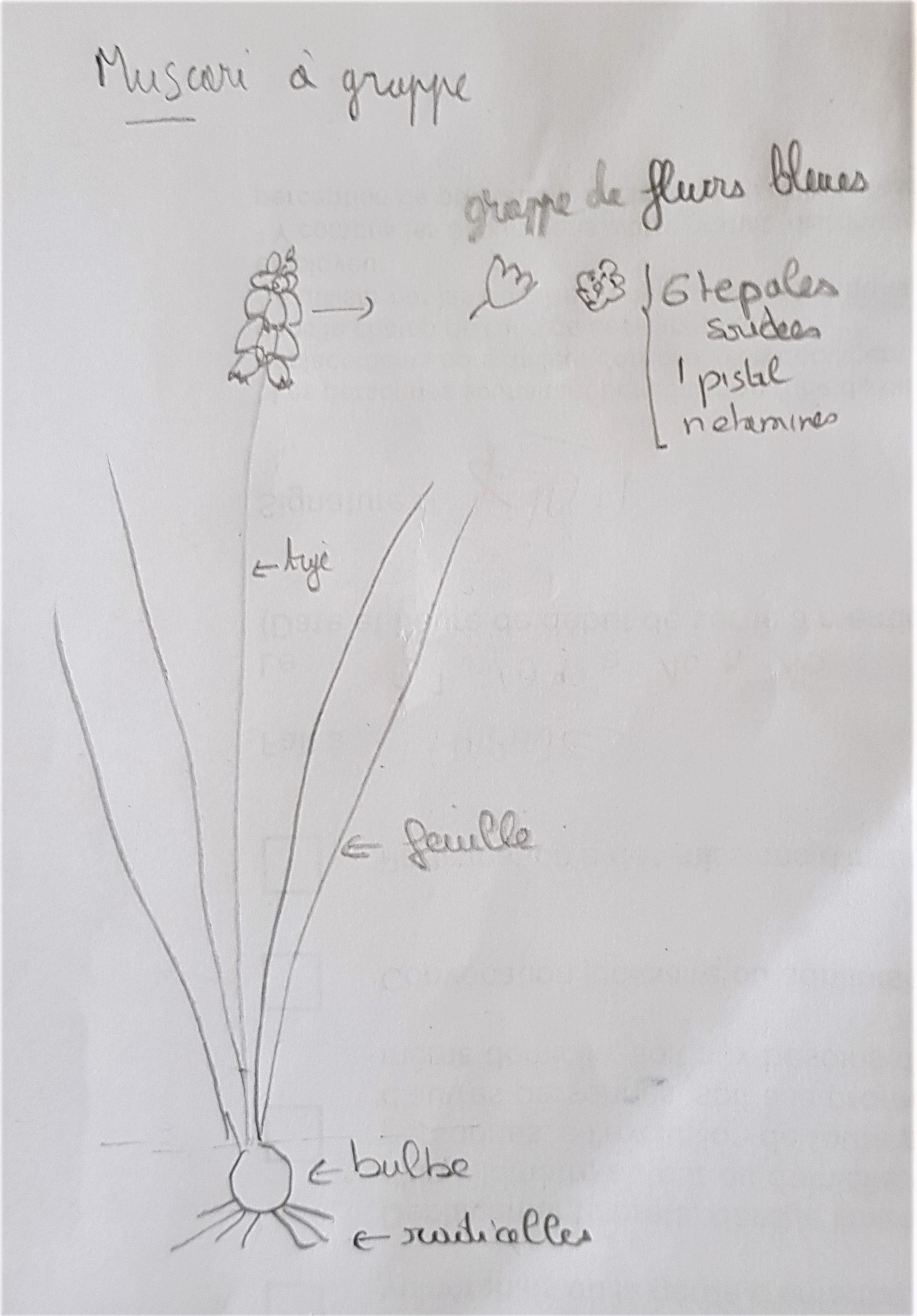 Annexe dessin plante redim.jpg