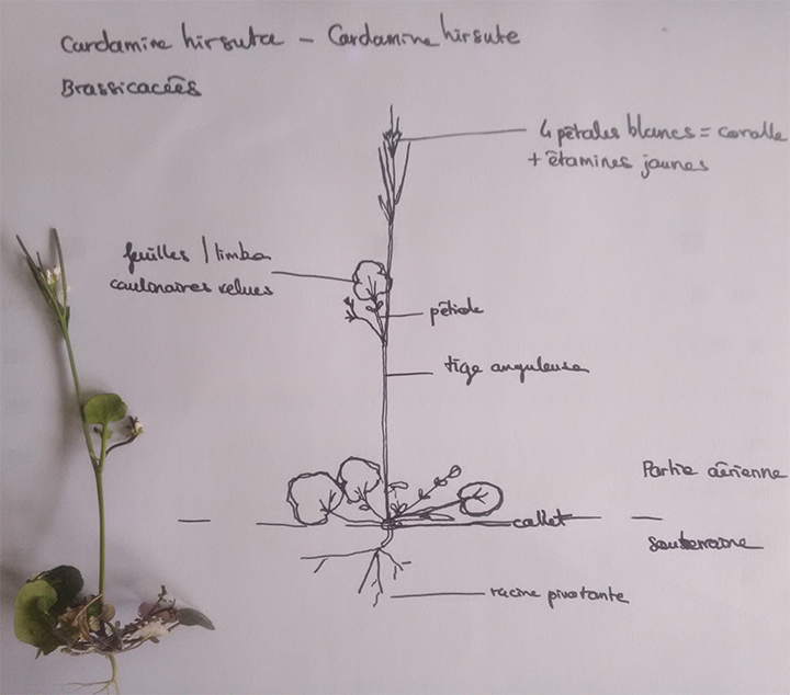 Annexe IMG_20200403_172033.jpg