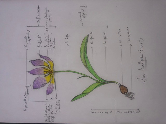 Annexe dessin tulipe.jpg