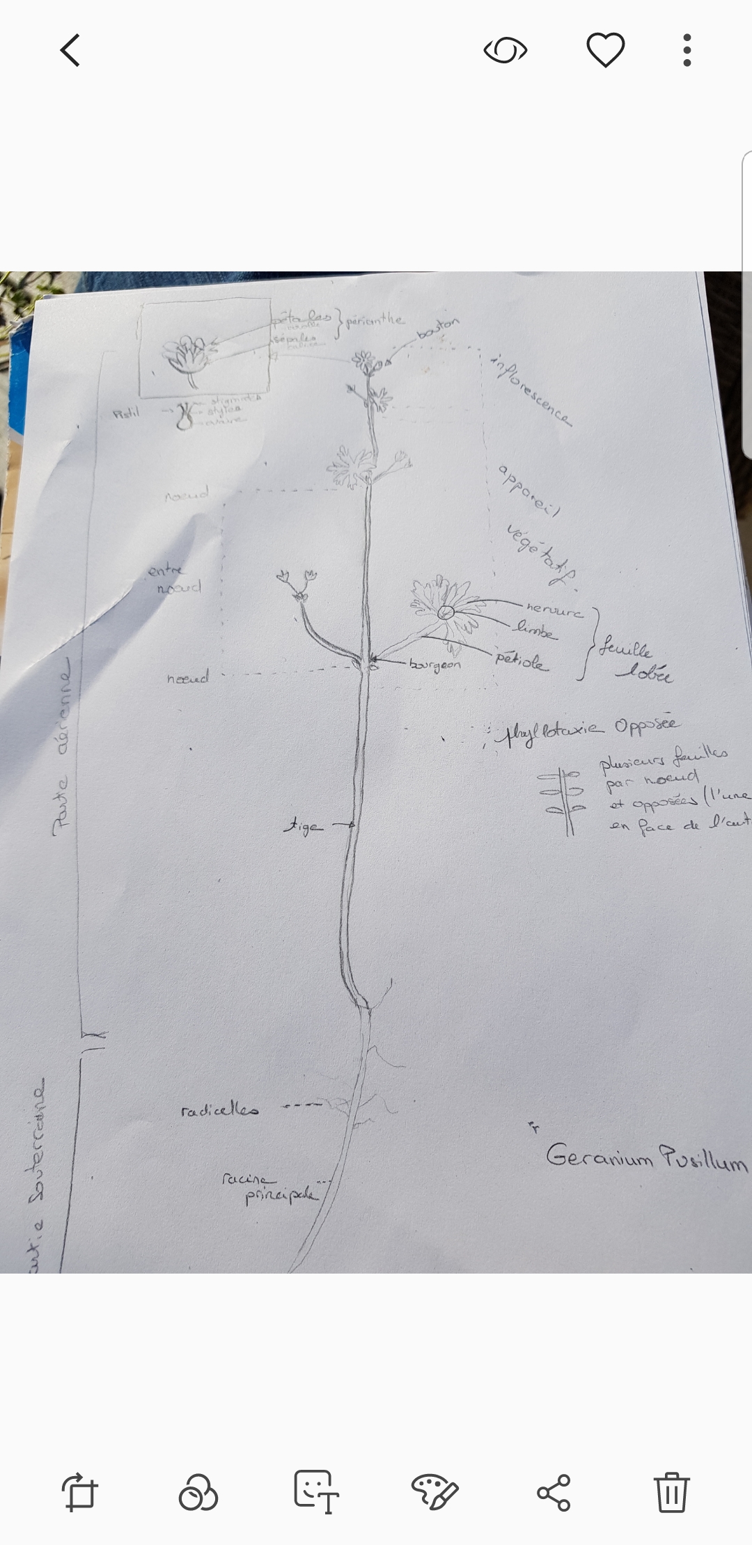 Annexe Screenshot_20200403-173910_Gallery.jpg