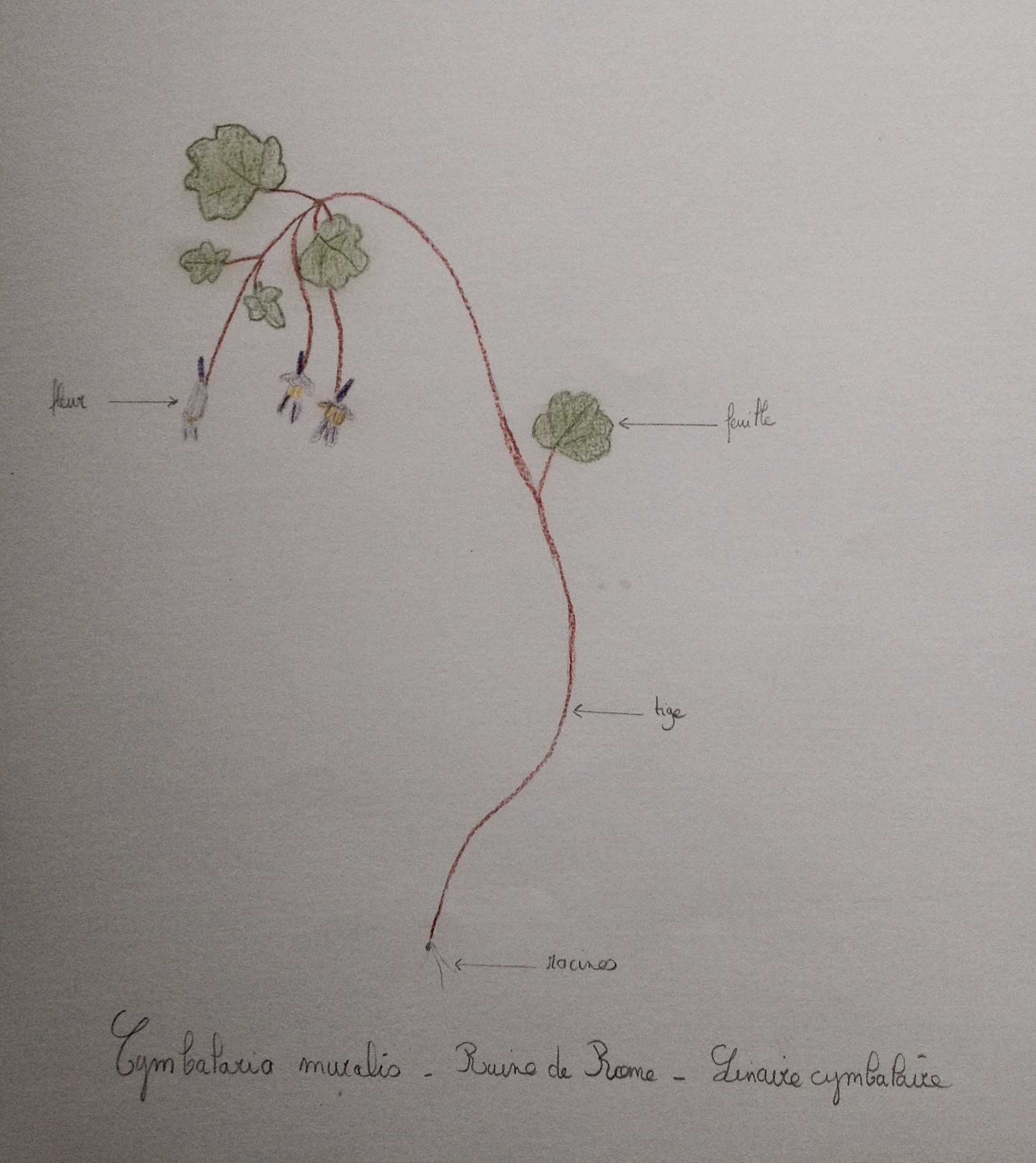 Annexe Linaire cymbalaire.jpeg