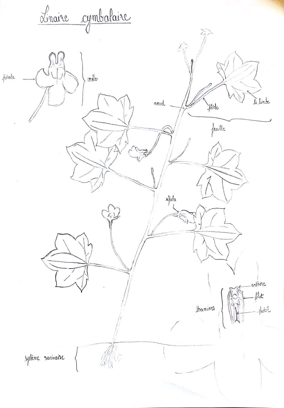 Annexe Dessin dobservation_Linaire cymbalaire.jpeg