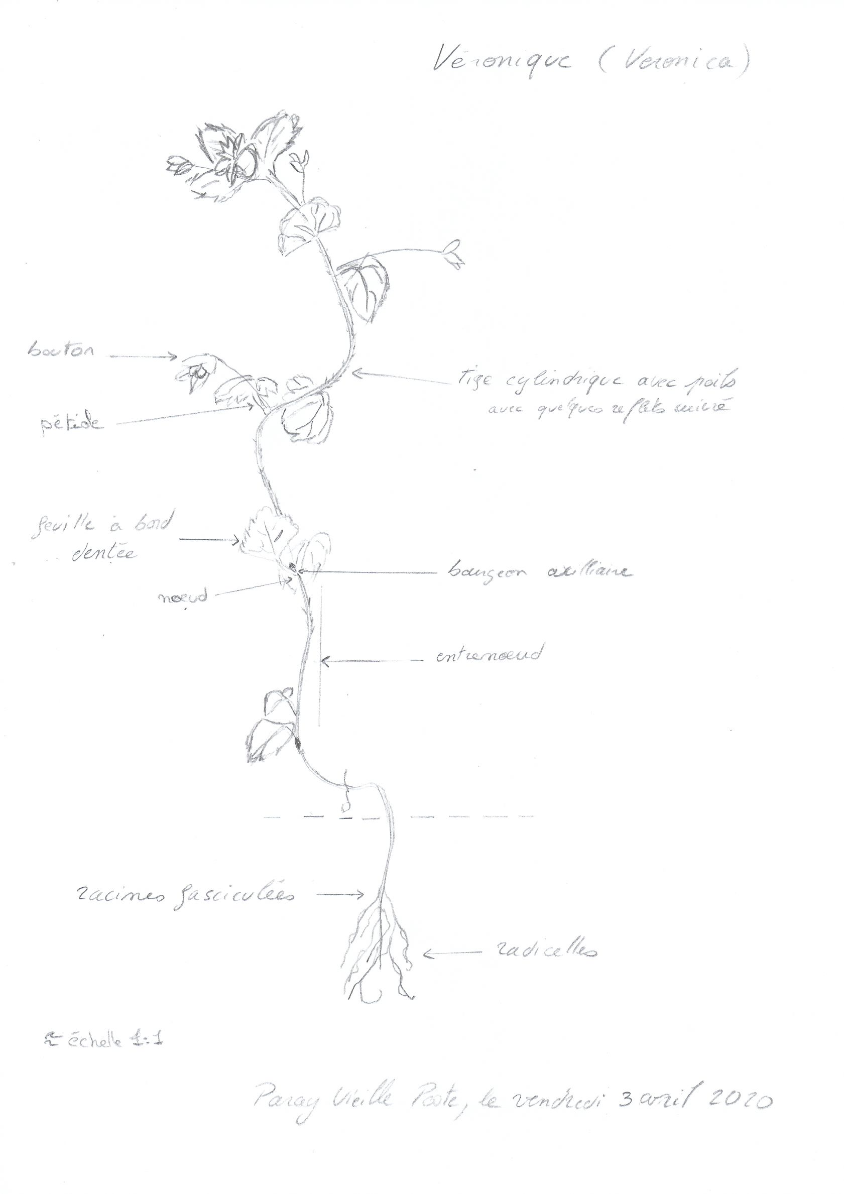 Annexe 2020-04-03_Véronique-3.jpg