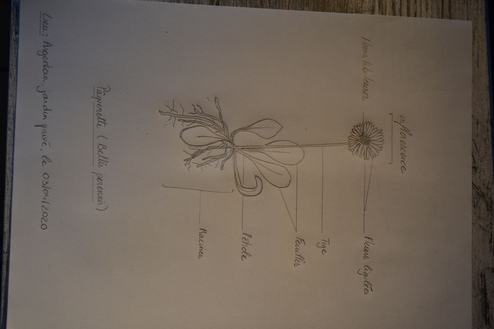 Annexe dessin dune plante herbacée.JPG