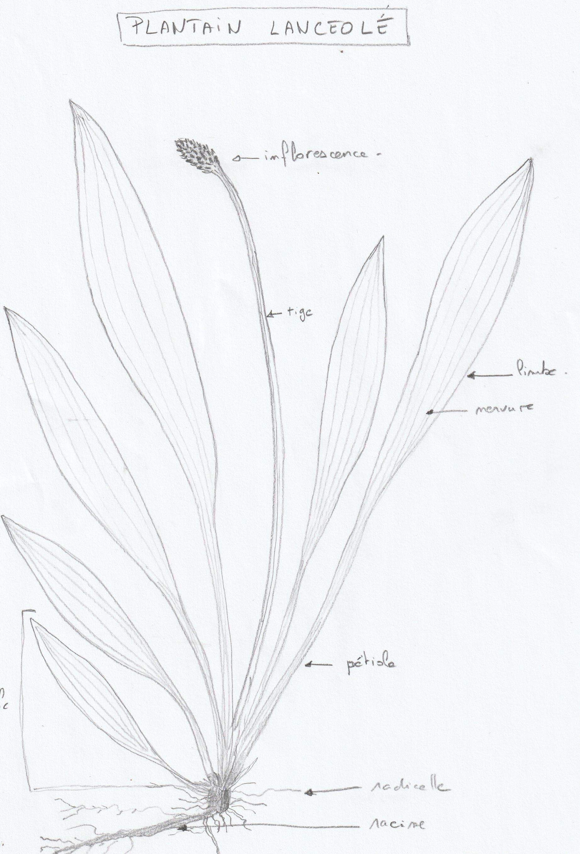 Annexe Plantain lancéolé (Copy).jpg