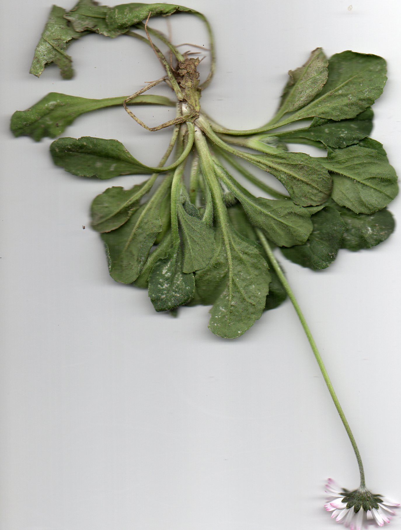 Annexe img005gwh.jpg