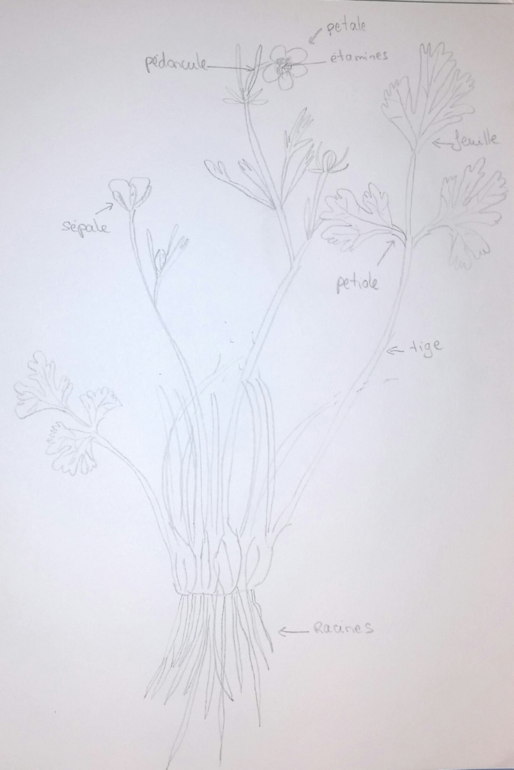 Annexe renoncule.jpg