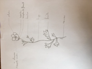 Annexe C2AB2EED-D36F-451F-A0A6-FBD5CF66F327.jpeg