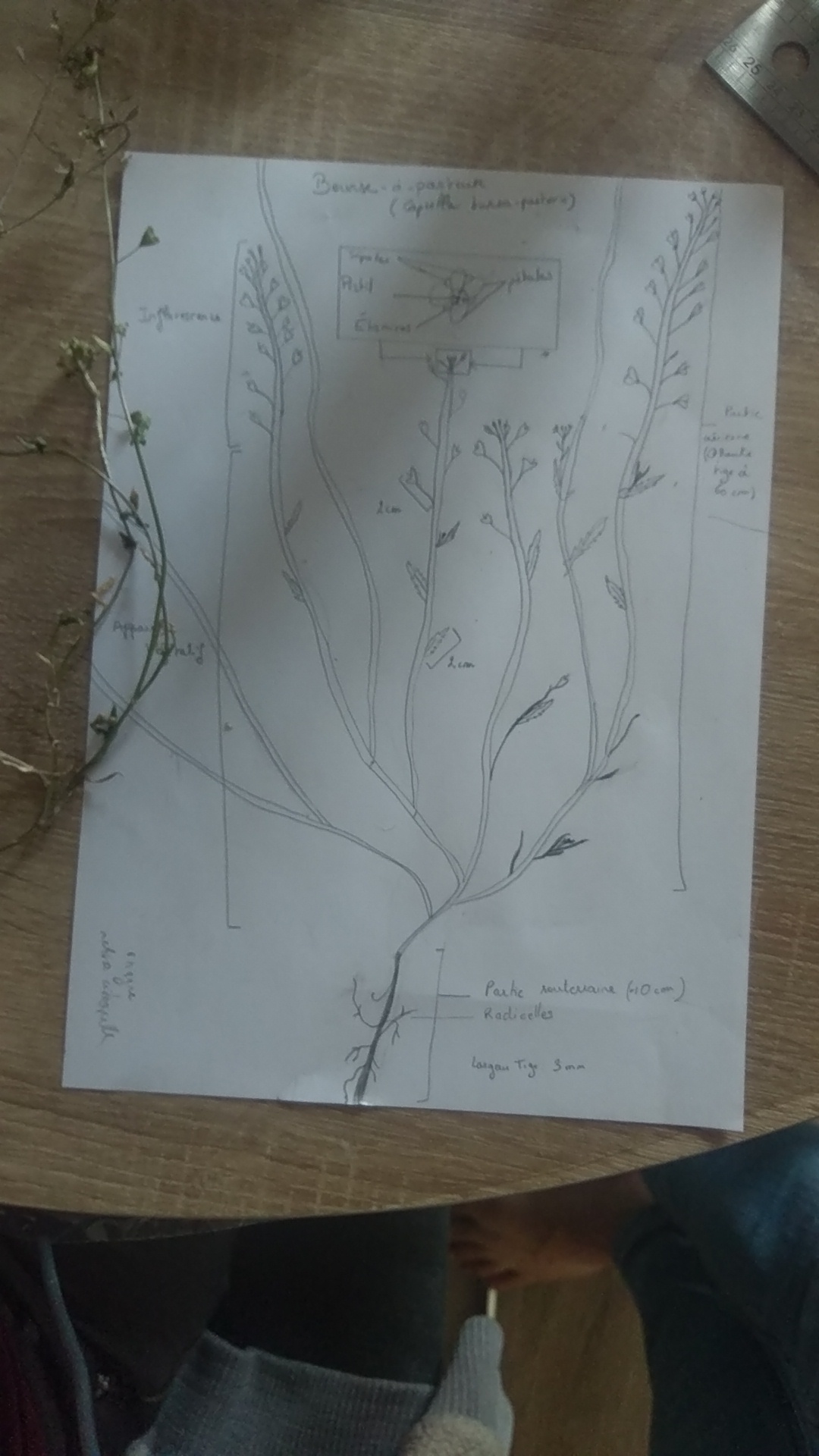 Annexe IMAG1131[1].jpg