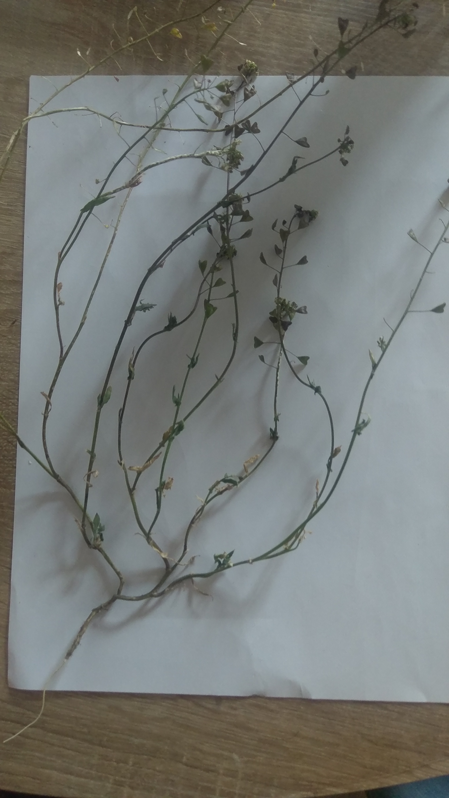 Annexe IMAG1133[1].jpg