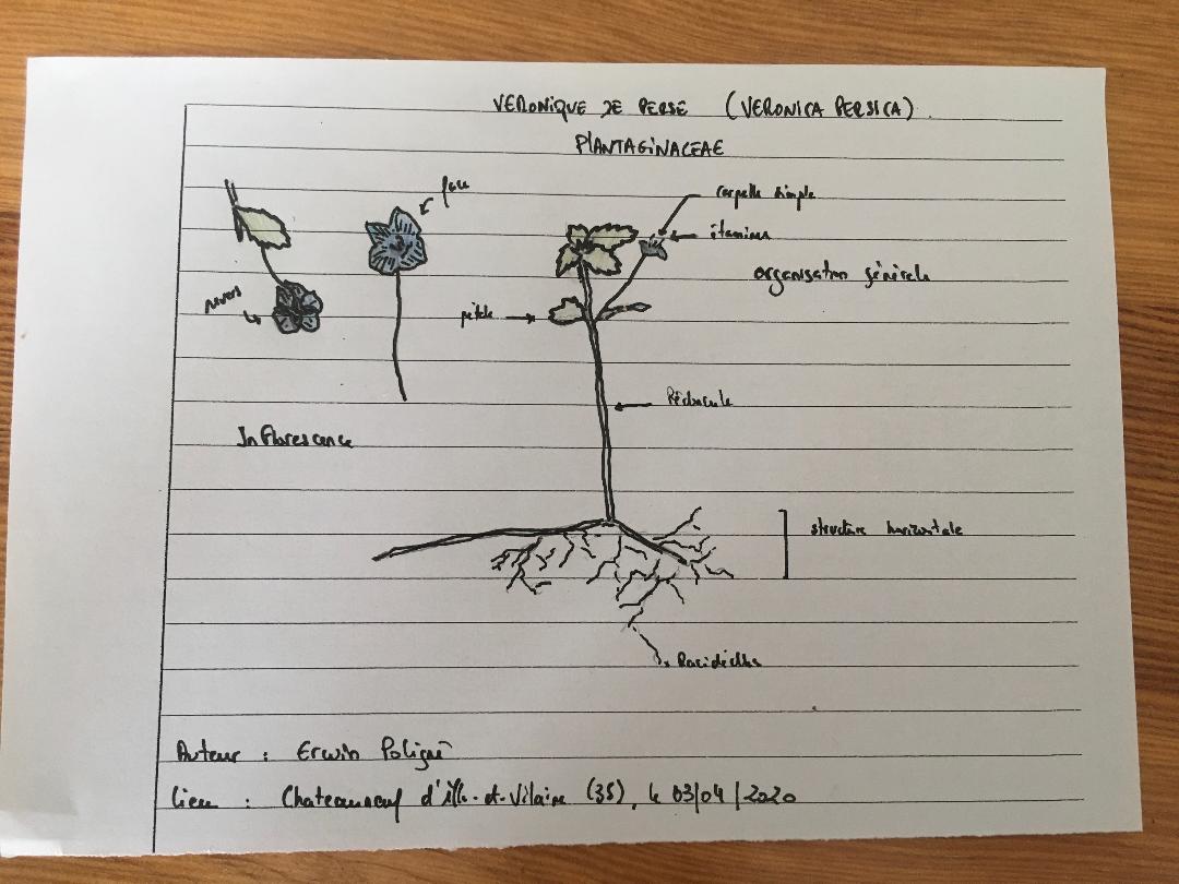 Annexe Veronica_Persica_Croquis.jfif