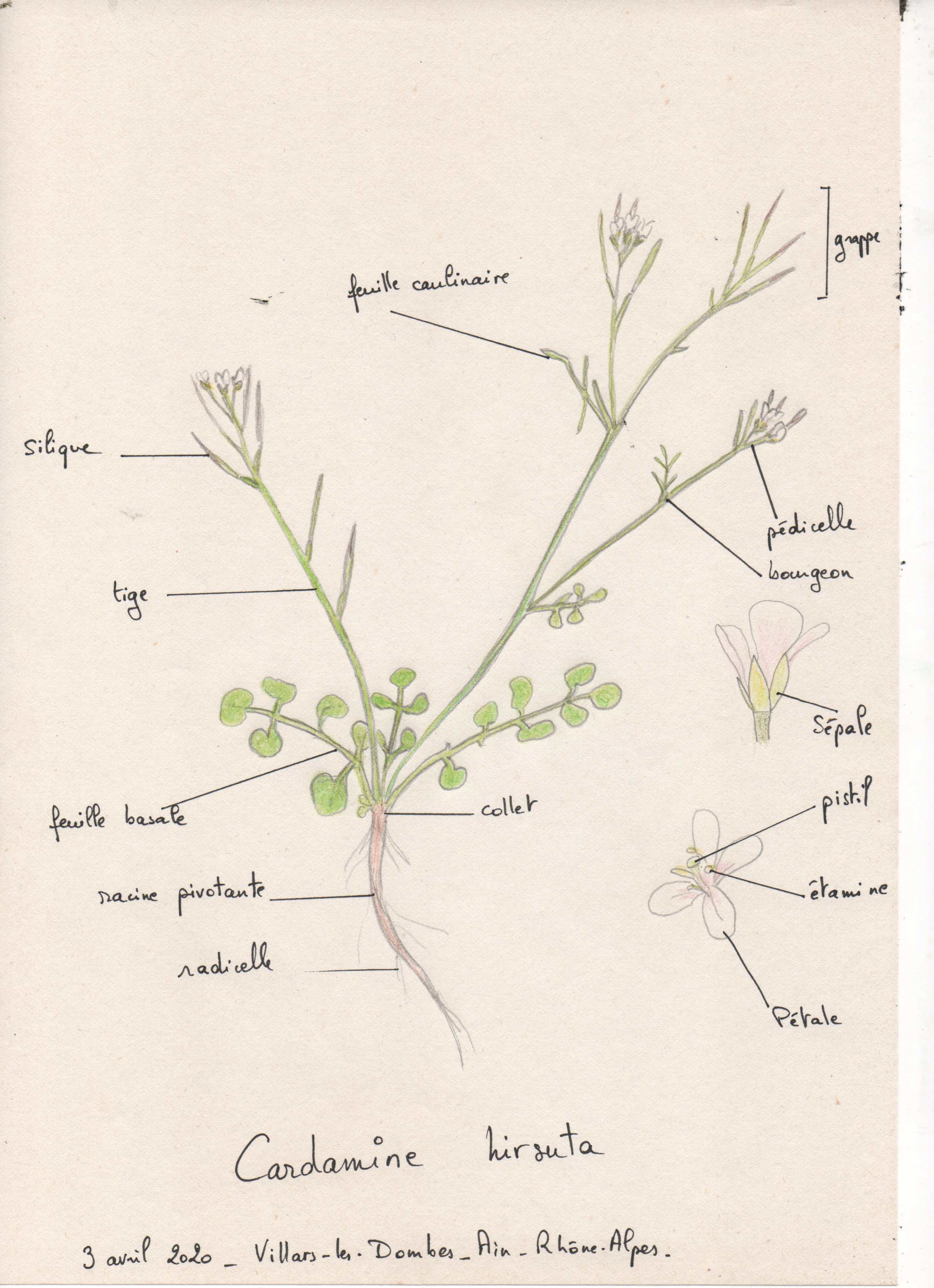 Annexe cardamine-hirsute.jpg