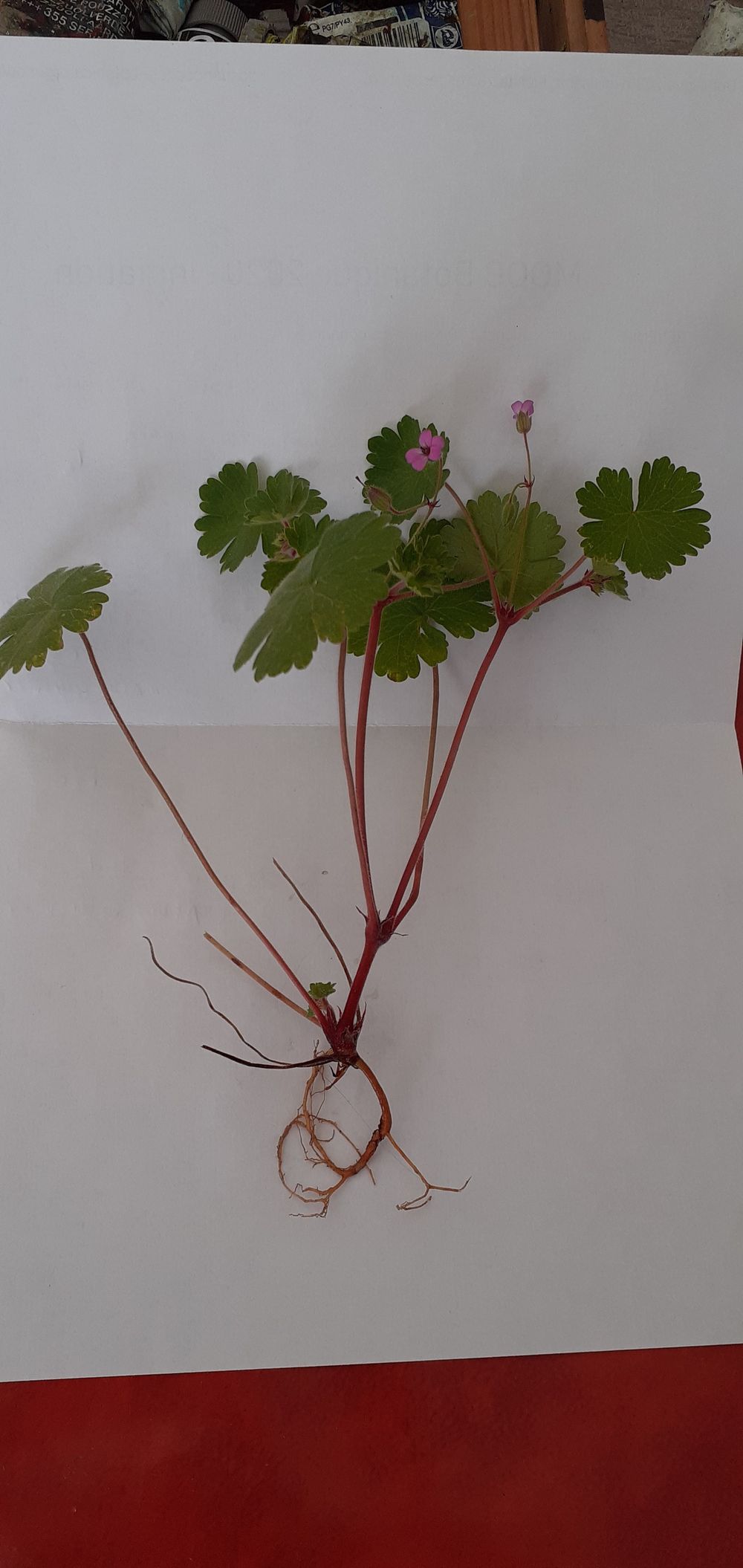 Annexe Fleurs champêtres.jpg