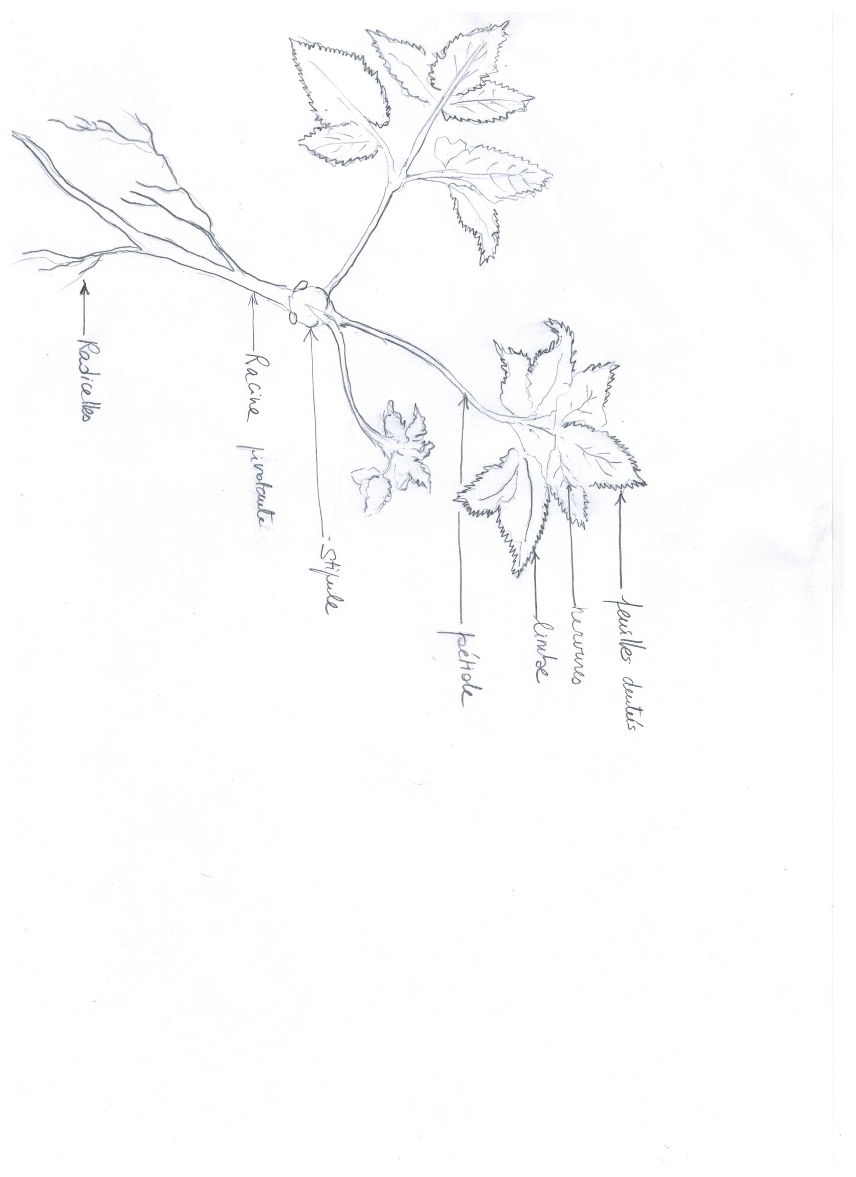Annexe dessin dune plante.jpg