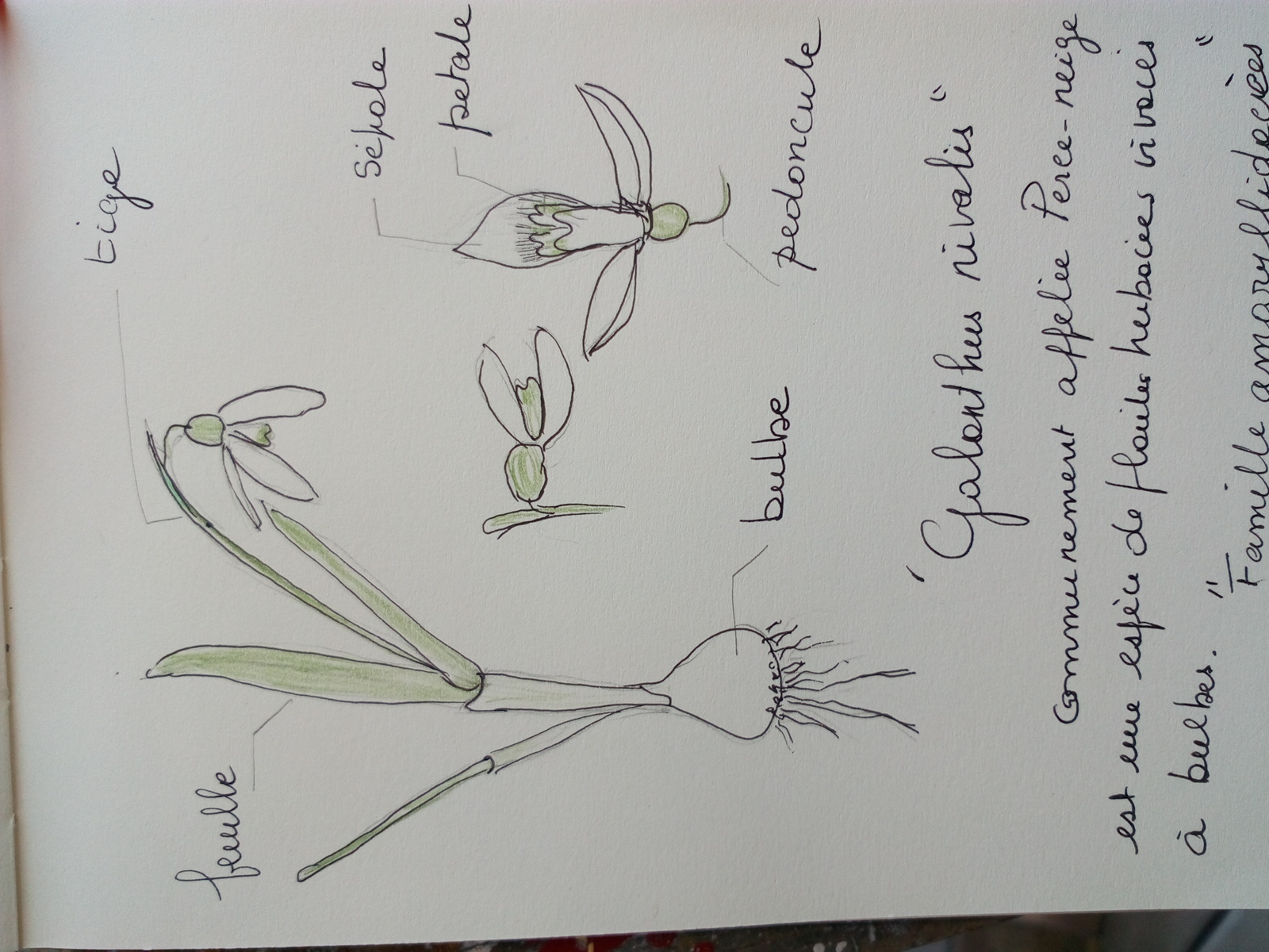 Annexe obs perce neige.jpg