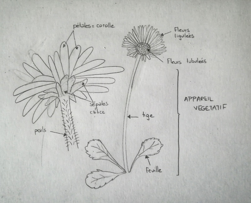 Annexe Paquerette.jpeg