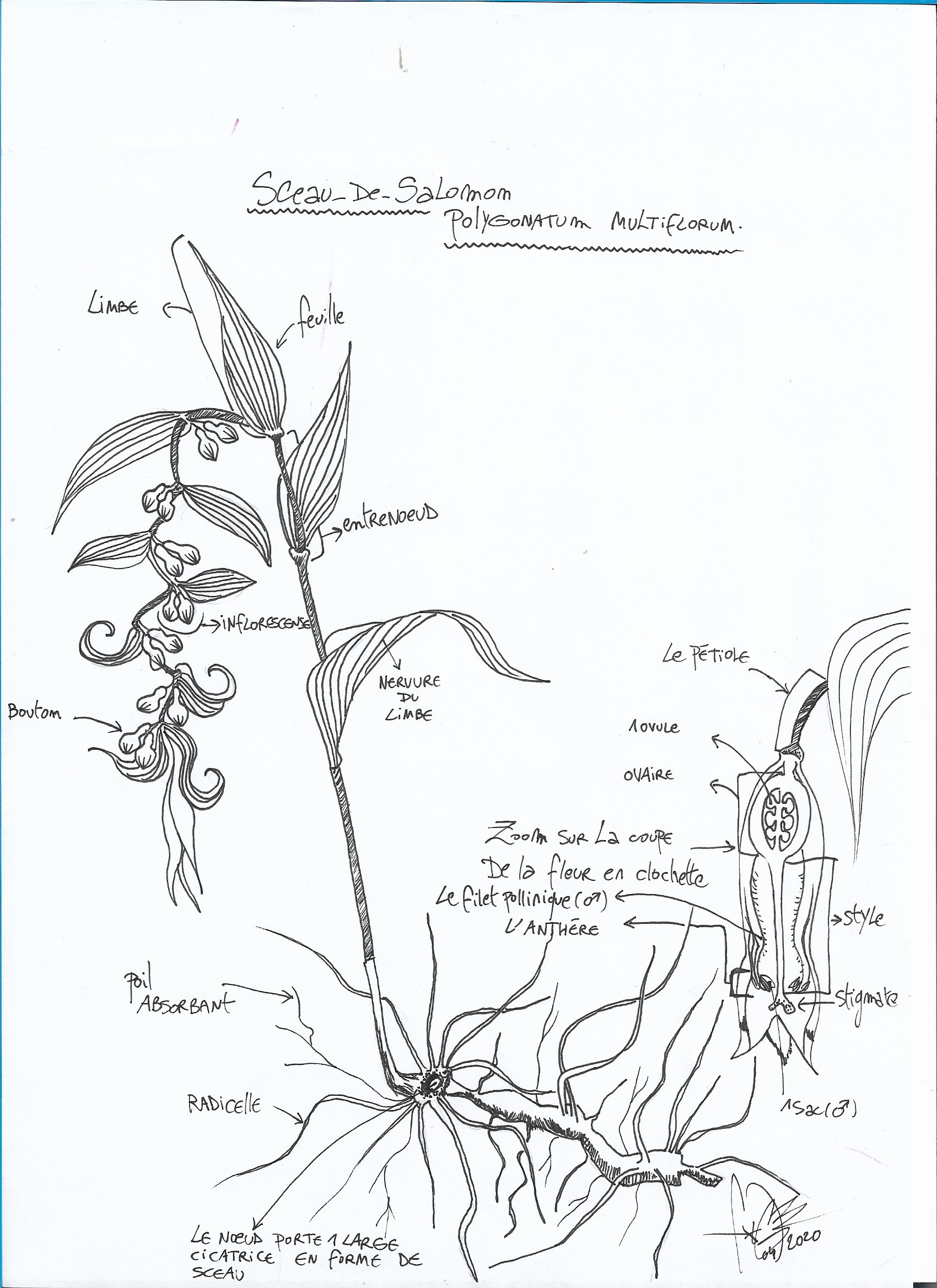 Annexe Sceau.de.salomon.jpg