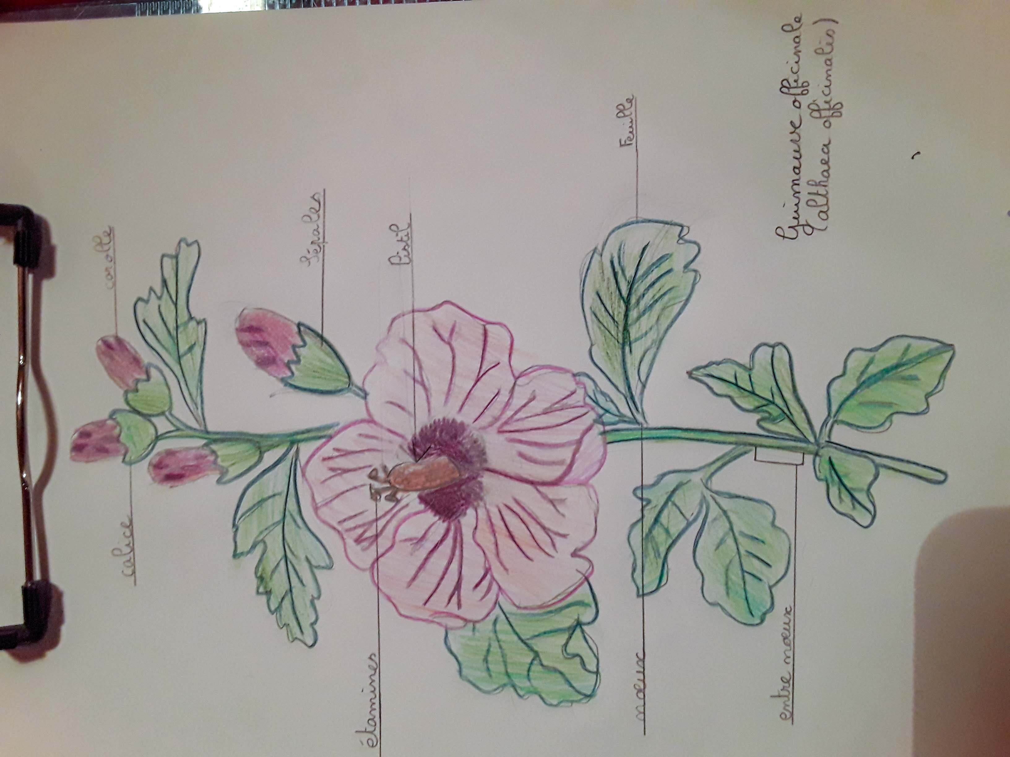 Annexe PSX_20200403_224649.jpg