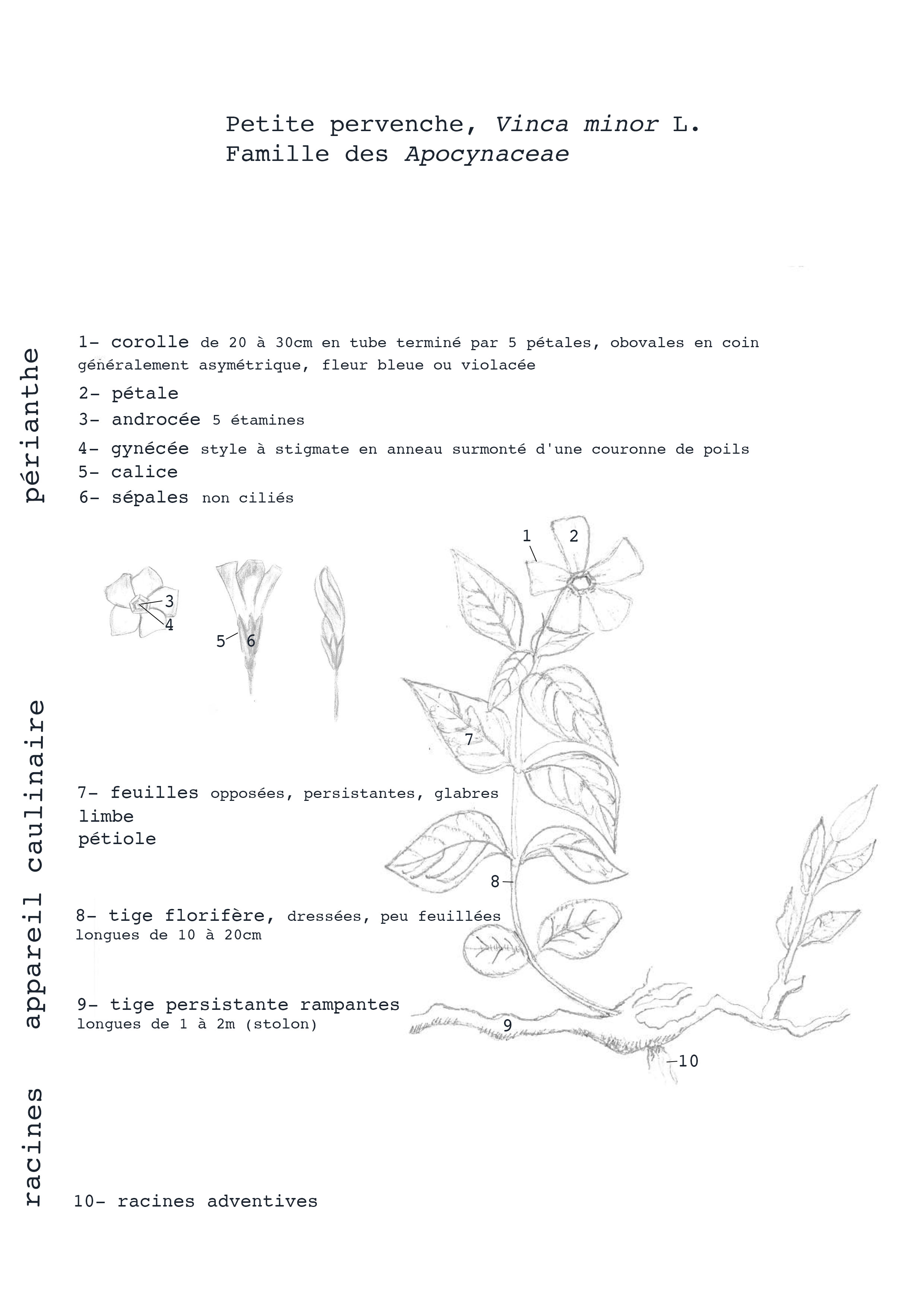 Annexe tela-botanica.jpg