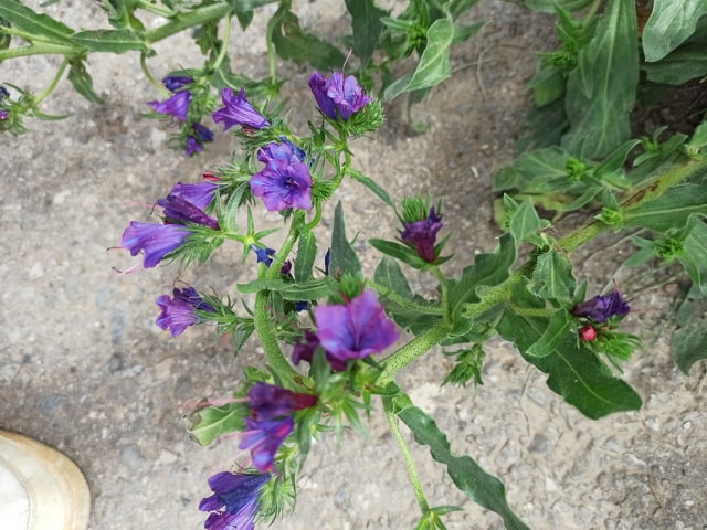 Annexe 92204039_521984088430680_5907360940189286400_n.jpg