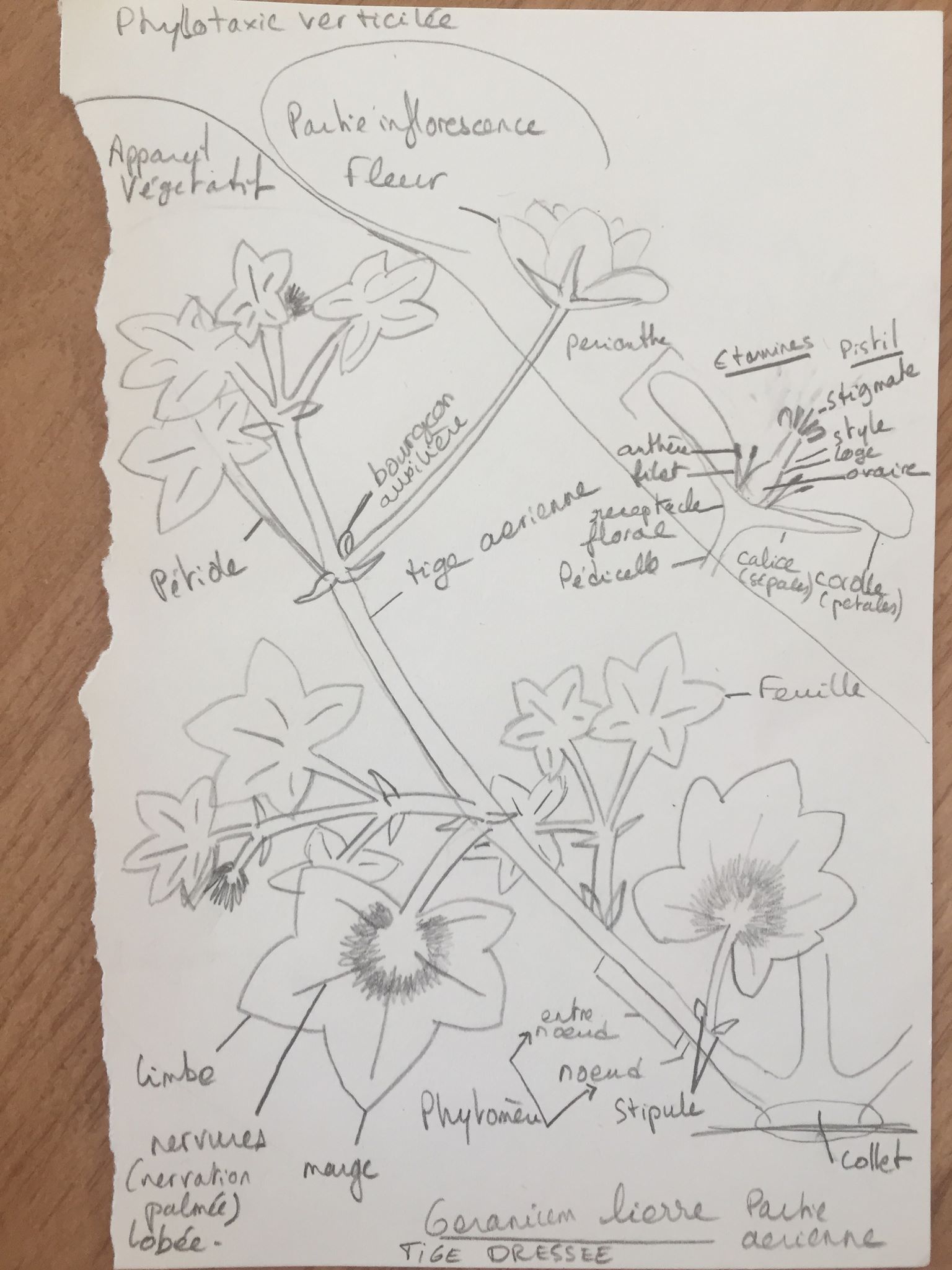 Annexe 92023064_629995184611880_7318148965533220864_n.jpg