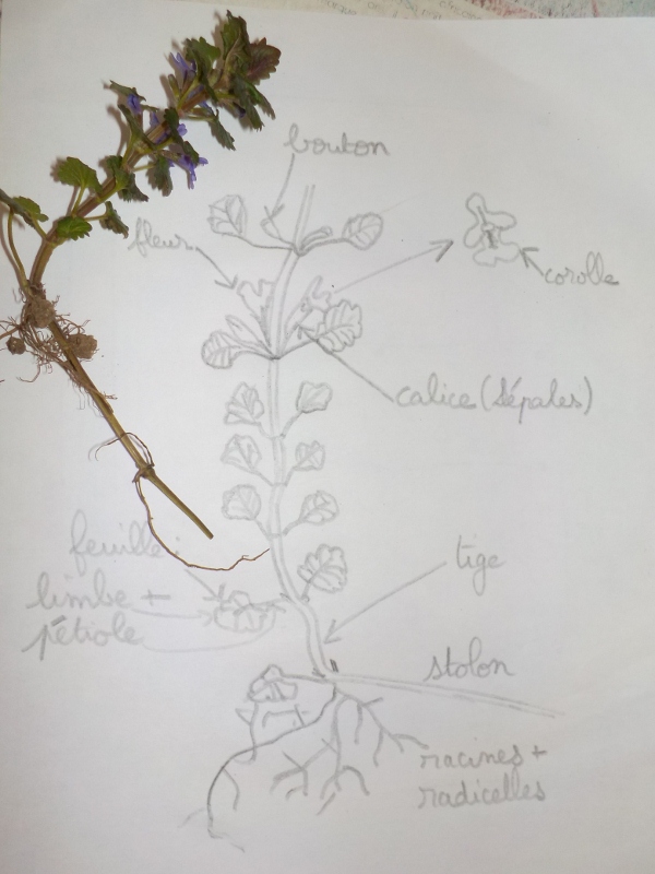 Annexe DSCN1013 (600x800).jpg